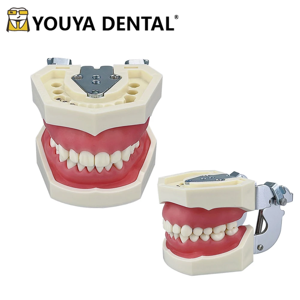 

28 Teeth Dental Model For Dentist Technician Student Practice Teaching Gum Teeth Jaw Model Dentistry Equipment