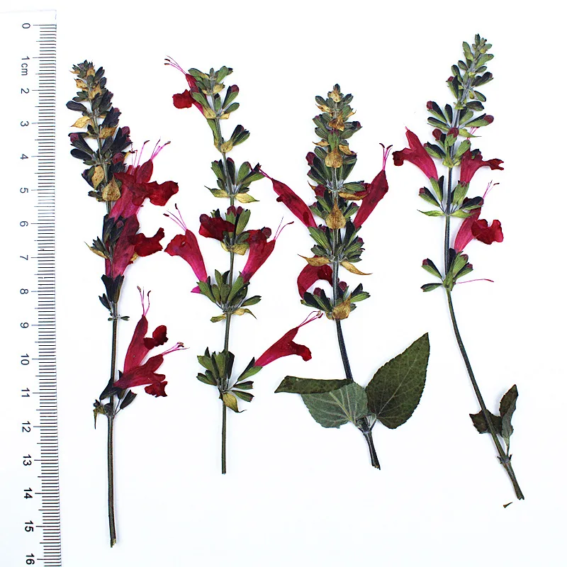 

Сушеные цветы ротанг NYAConfetti 12 шт