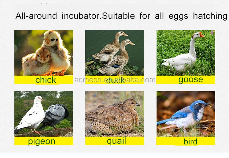 Высококачественный отечественный инкубатор ACME поставщики в Китае