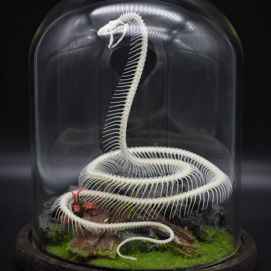 

Snake bone specimen free bone original ecological landscaping handmade artistic bone specimen home decoration accessories
