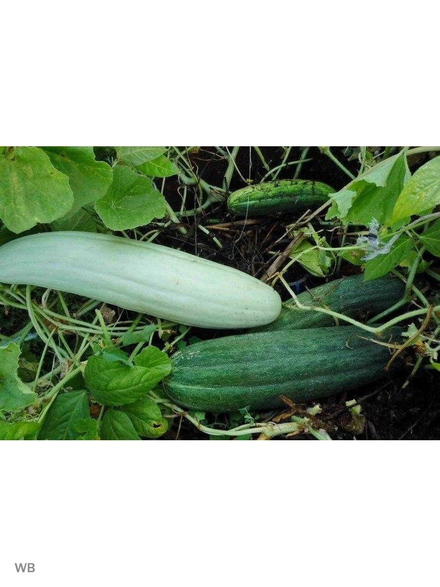 Огурдыня Купить