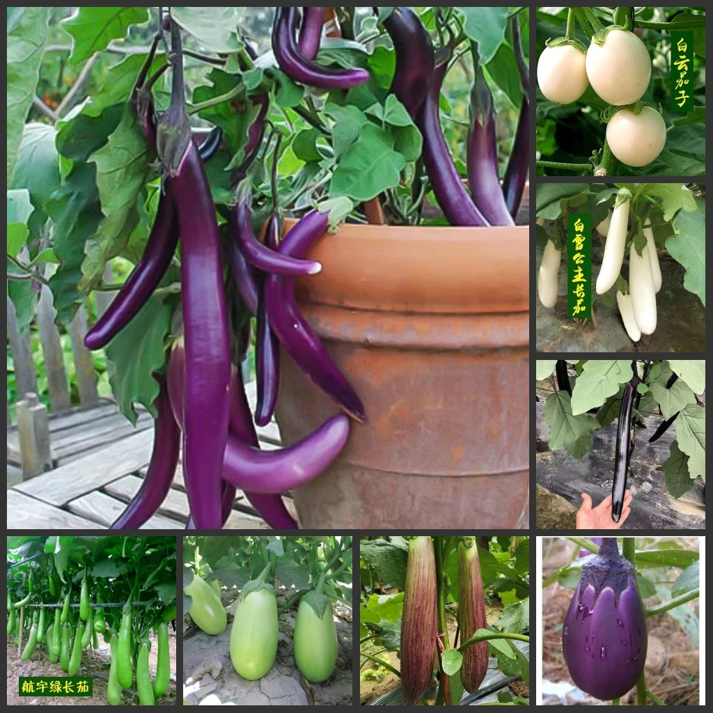 

" Solanum-Qiezi / Carrot / Onion /Pumpkim / Luffa Wax gourd / Balsam pear-Kugua " Semillas