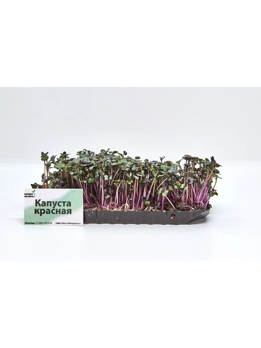 Set for grow микрозелени 5 crops &quotmikrogreens&quot (beetroot cabbage red alfalfa clover peas) микрозелень set seeds |