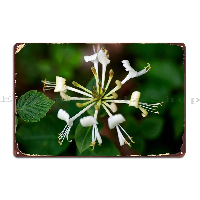 

Lonicera Etrusca Santi металлические таблички, персонализированные кинотеатры, фрески, жестяные знаки, плакаты