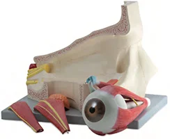 Увеличенная модель глазного яблока и орбита с сосудистыми нервами 4-компонентный