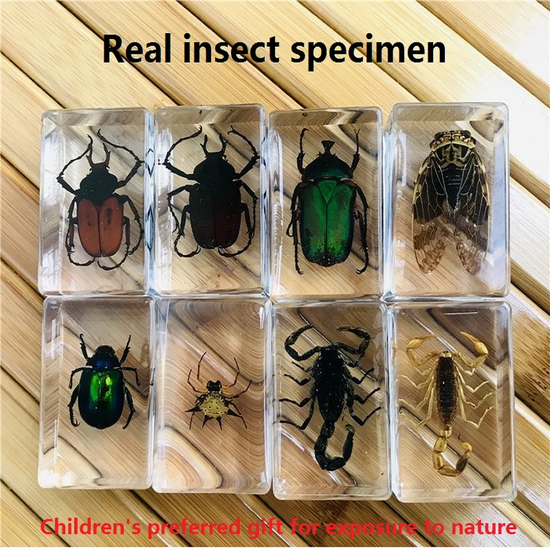 New manual glue dropping resin insect specimen transparent amber insect children's learning textbook home decor  crystal animal