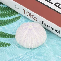 1pcs natural sea urchin shell conch tillandsia potted plant for home decoration accessories aquarium decoration