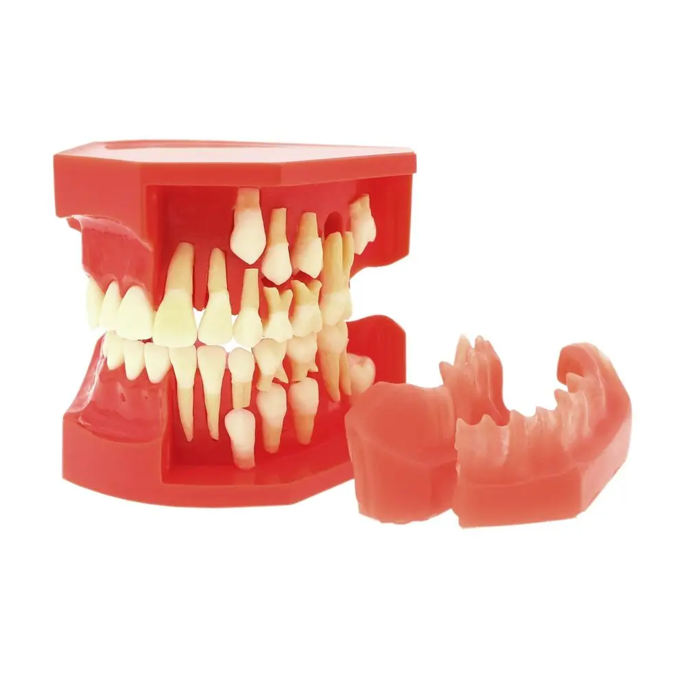 

Dental Typodont Teeth Eruption Development Permanent Tooth Alternate Model orthodontic
