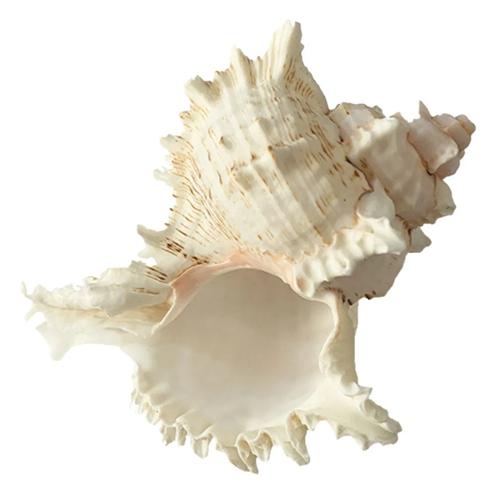 

Natural Home Decor Paperweight Aquarium Decoration Thousand Hand Snail Conch Shell Fish Tank Ornament White DIY Seaside