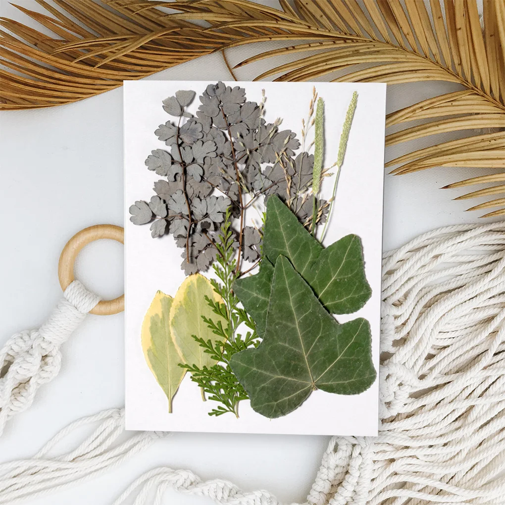 

Natural Dried Leaf Embossed Pressed Leaves Decors Decorative Postcard for Wedding Cards Resin Candle Green Leaf 9