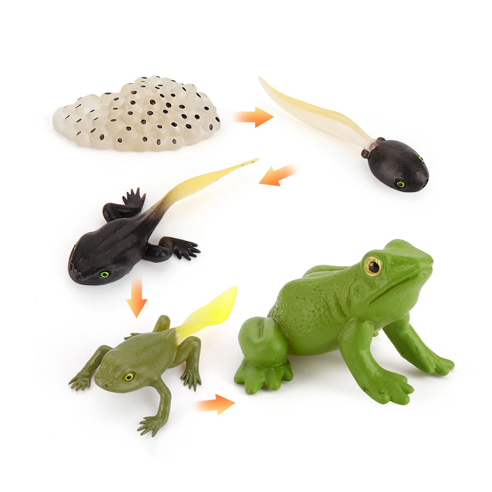 

Forest Animal Life Cycle Kindergarten Kids Early Educational Figurines Toy Kit