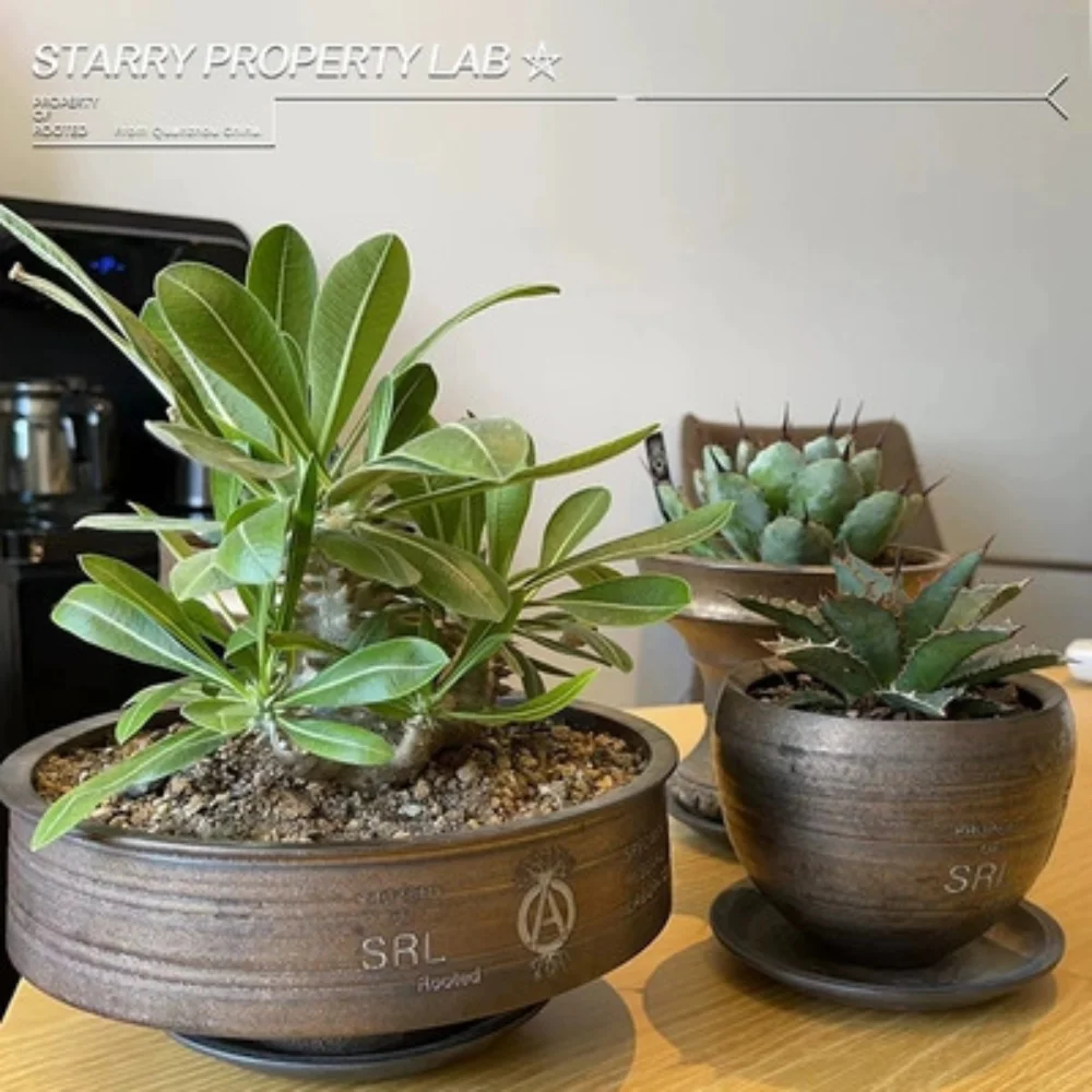 

NBHD SRL-maceta de raíz de planta de tendencia, uva Weng Gui Jia Long Hui Bi Xu Xiao, gran palacio de marfil negro