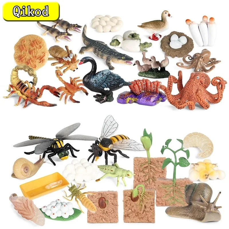 

Animals Life Growth Cycle Set Farm Wild Sealife Insect Model Action Figures Figurine Educational Miniature Cute Kids Toys Gifts