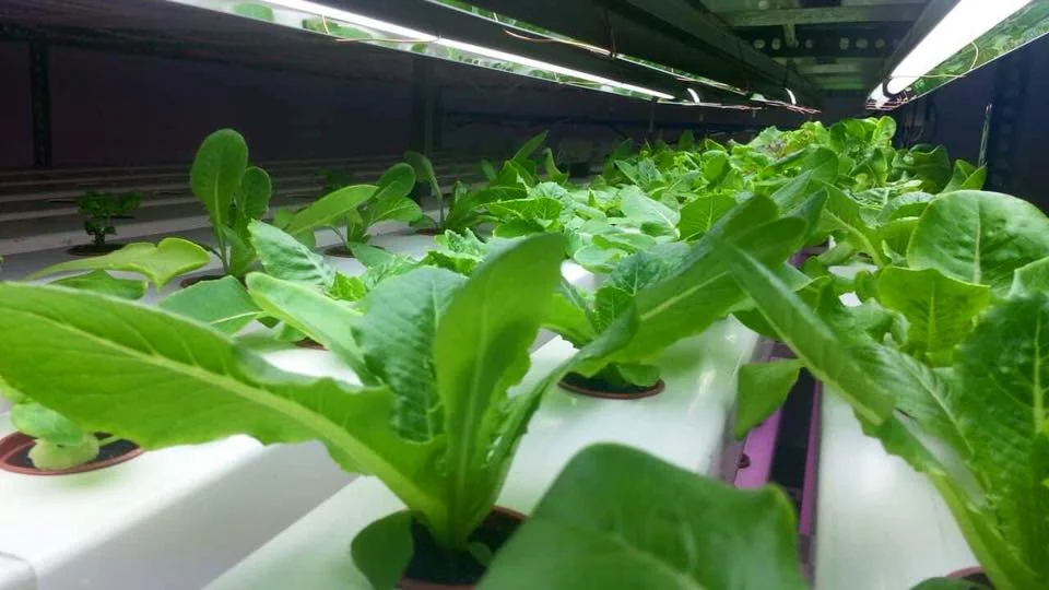 1020 горшков светодиодные наборы пластиковые теплицы выращивание клубники