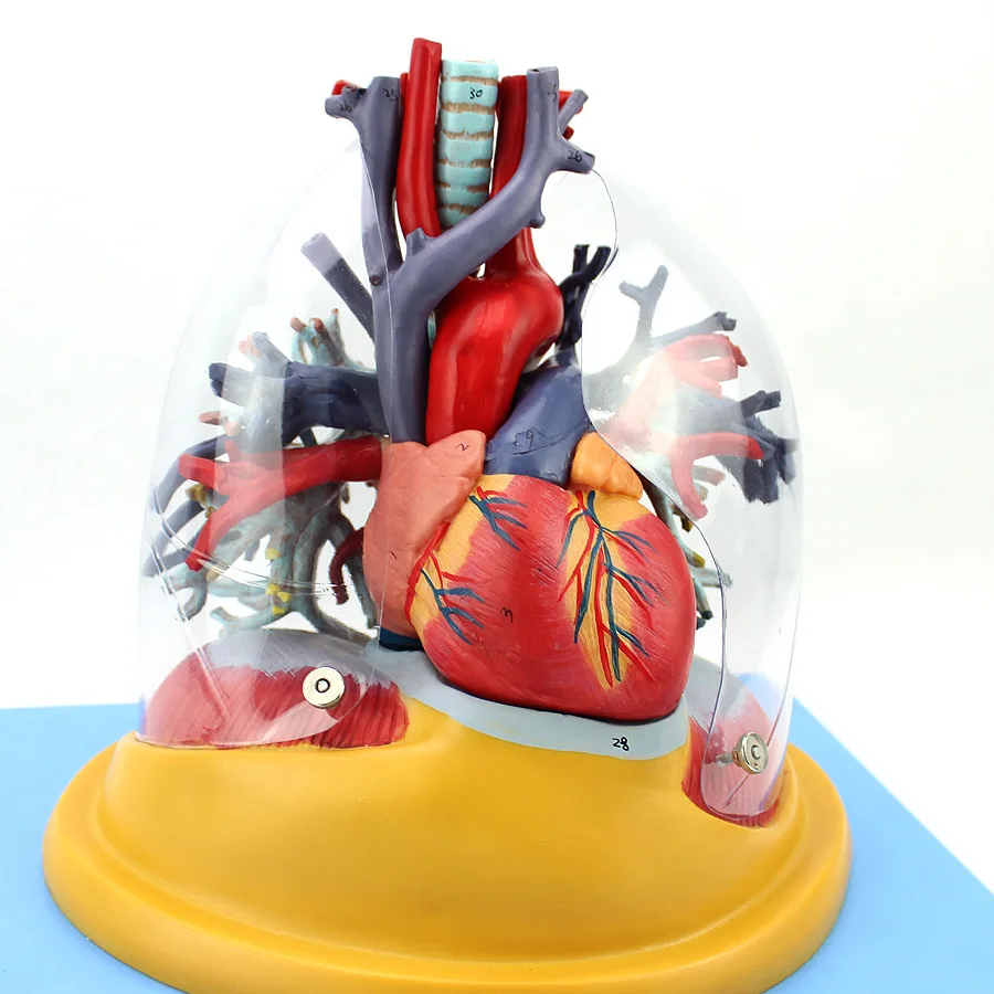 

Marine Medicine Human Heart, Lung, Trachea And Bronchus Tree Model Thoracic Surgery, Cardiology Respiratory System Lung Model