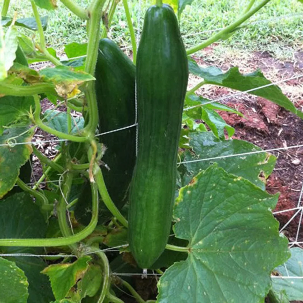 

Orchard And Garden For Garden And Vegetable Patch 2M X 100M Cucumber Net Netting Jaring Timun Plant Support Net Plant Climbing