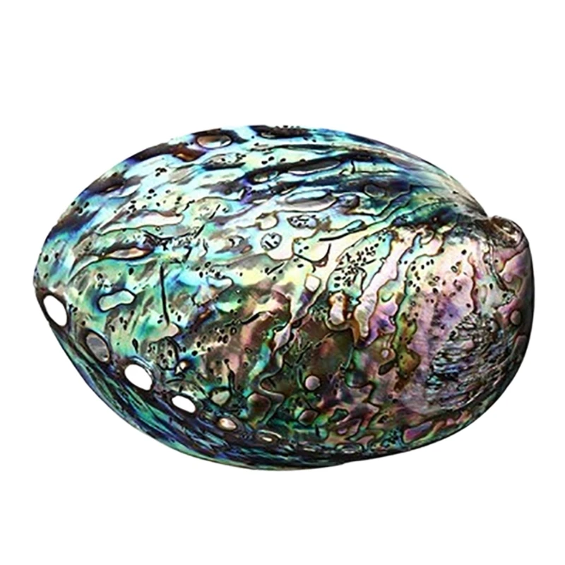 

Natural Abalone Seashell Peeled Conch for Cleaning Smudging Meditation for shell Crafts Incense Holder Home Room Decorat
