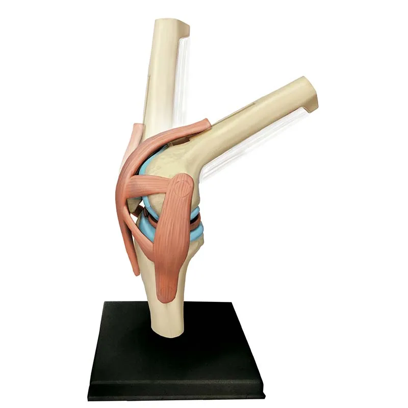 

Медицинская 4d анатомическая обучающая модель, игрушка «сделай сам», человеческий шарнир, сборка, головоломка на колено, наука, популярная