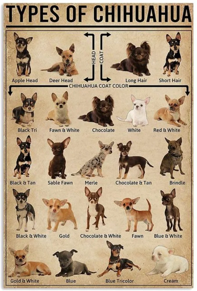 

Vintage Metal Poster Chihuahua Dog Tin Sign Nursery Cartoon Kids Home Decor Pets Animals Metal Wall Art Plates Pub Bar Sign