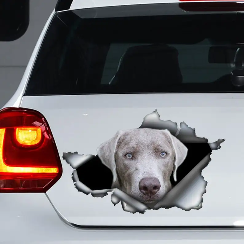 

Silver Lab car decal, Grey labrador decal, Labrador sticker, pet decal
