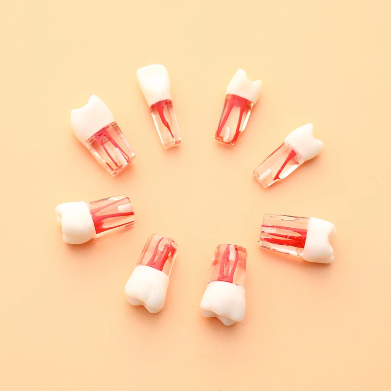

1Pcs Tooth Model Resin Dental Endodontic Tooth Model With Colored Root Canal And Pulp Practice