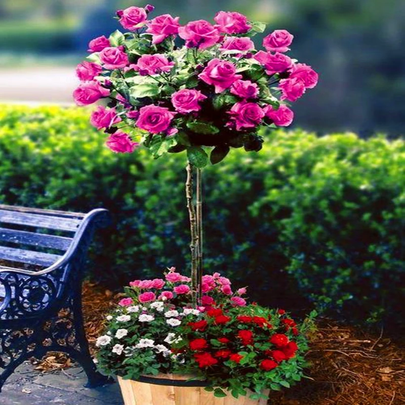 

50Pcs Fragrant Rose Tree Seeds Incense Garden Bonsai Nature Plants Rare Perennial Flowers Fragrant Incense W861Q