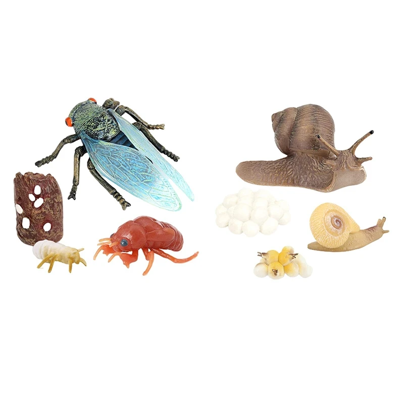 

Hot Sale 8Pcs Simulation Cicada And Snail Insect Life Cycle Model Animals Growth Cycle Insect Life Cycle Science Educational Toy