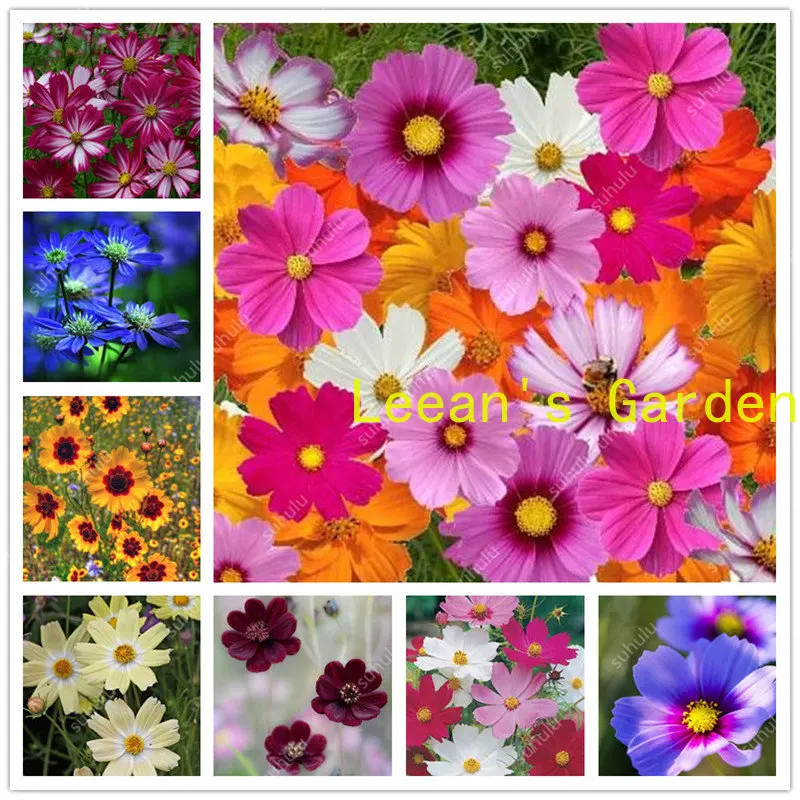 

Семена 100, редкое растение, космос, изумительные радужные цветы, хризантемы, брикет, красивые семена вашего сада