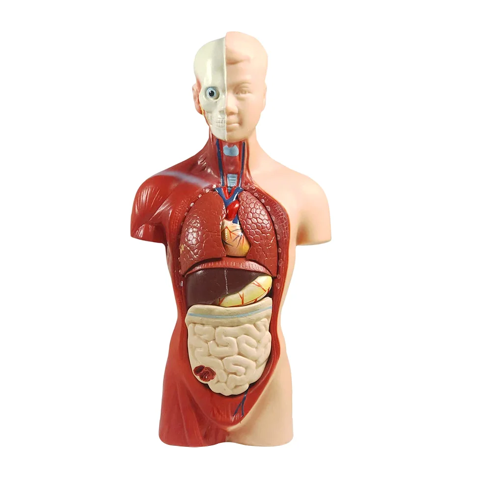 

Torso Model Demonstration Anatomy Organs Human Body Anatomical Medical Study Teach Pvc