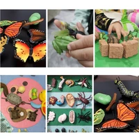 simulation animals life growth cycle models kids insect cognitive educational toys snakes chicken butterfly life cycle deco