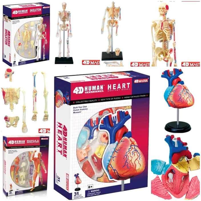 Modelo 4D Master corazón coloreado ensamblado Anatomía Humana Dimensional