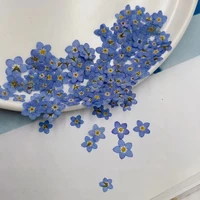 100pcs pressed dried natural mini blue myosotis sylvatica forgetmenot flower plant herbarium for jewelry phone case nailart diy