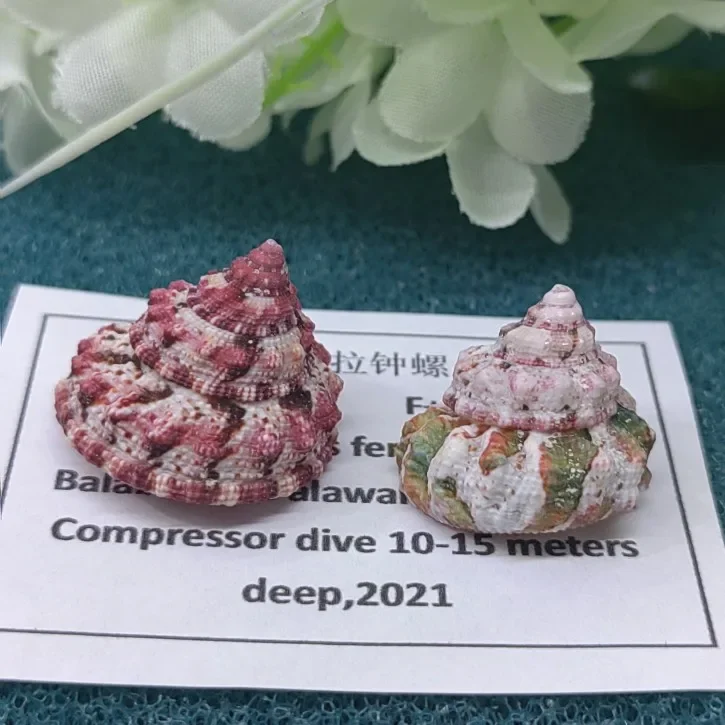 Натуральная сказочная раковина императора апельсиновая башня улитка Морская