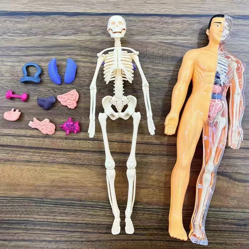 Анатомическая модель человека Монтессори 3D головоломка манекен инструменты для