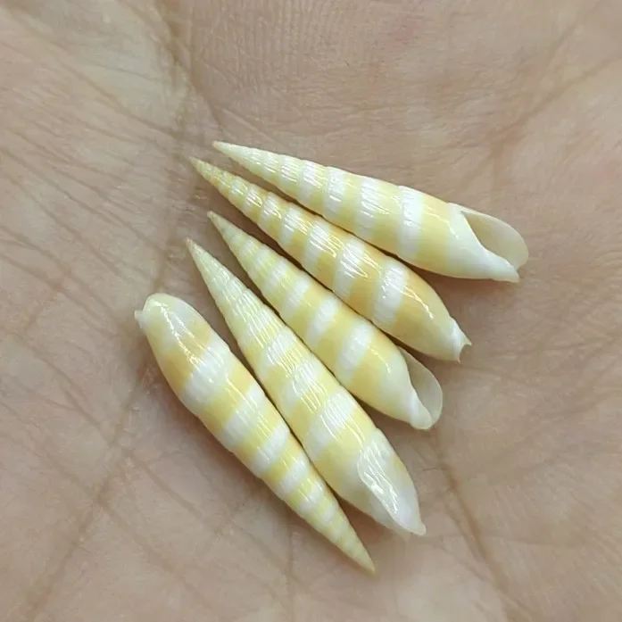 10-18 см редкая башня улитка ракушки натуральные морские для свадьбы домашние