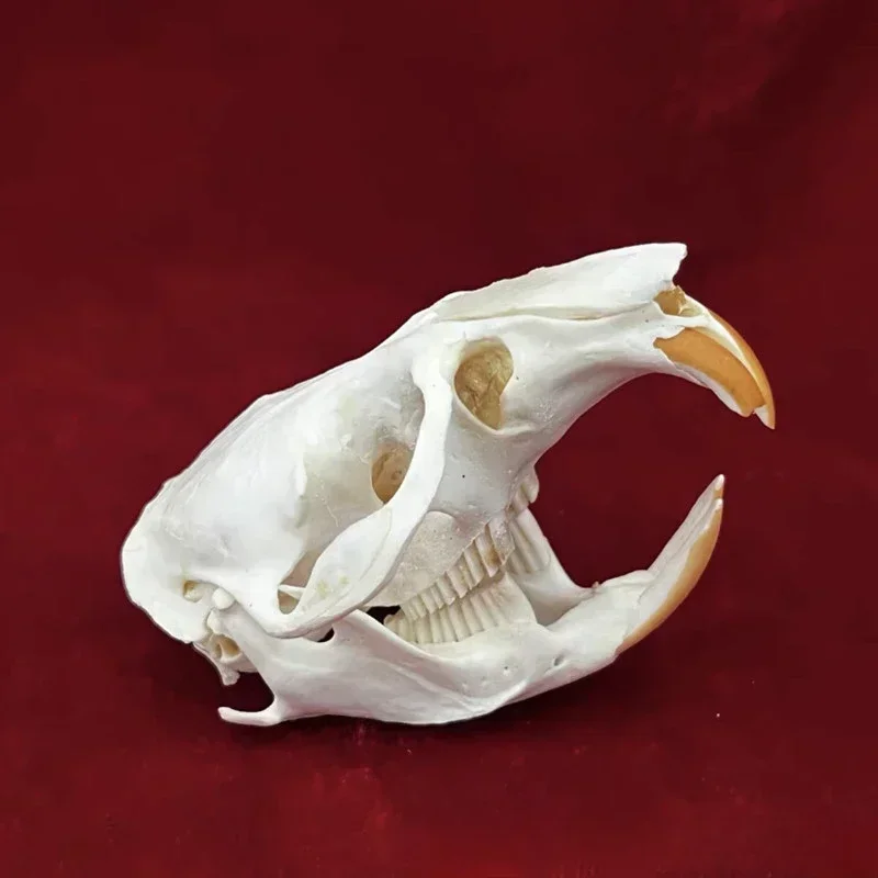 Animal Taxidermy Crocodiles Skull DIY Crafts CollectionsSkull Resin Decoration Special Gift Skeleton Snake Teaching Model