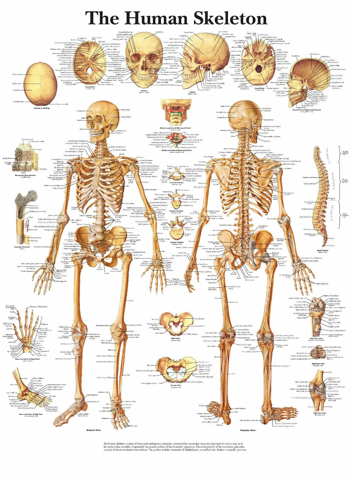 

The Skeleton Art Picture Print Silk Poster Home Wall Decor
