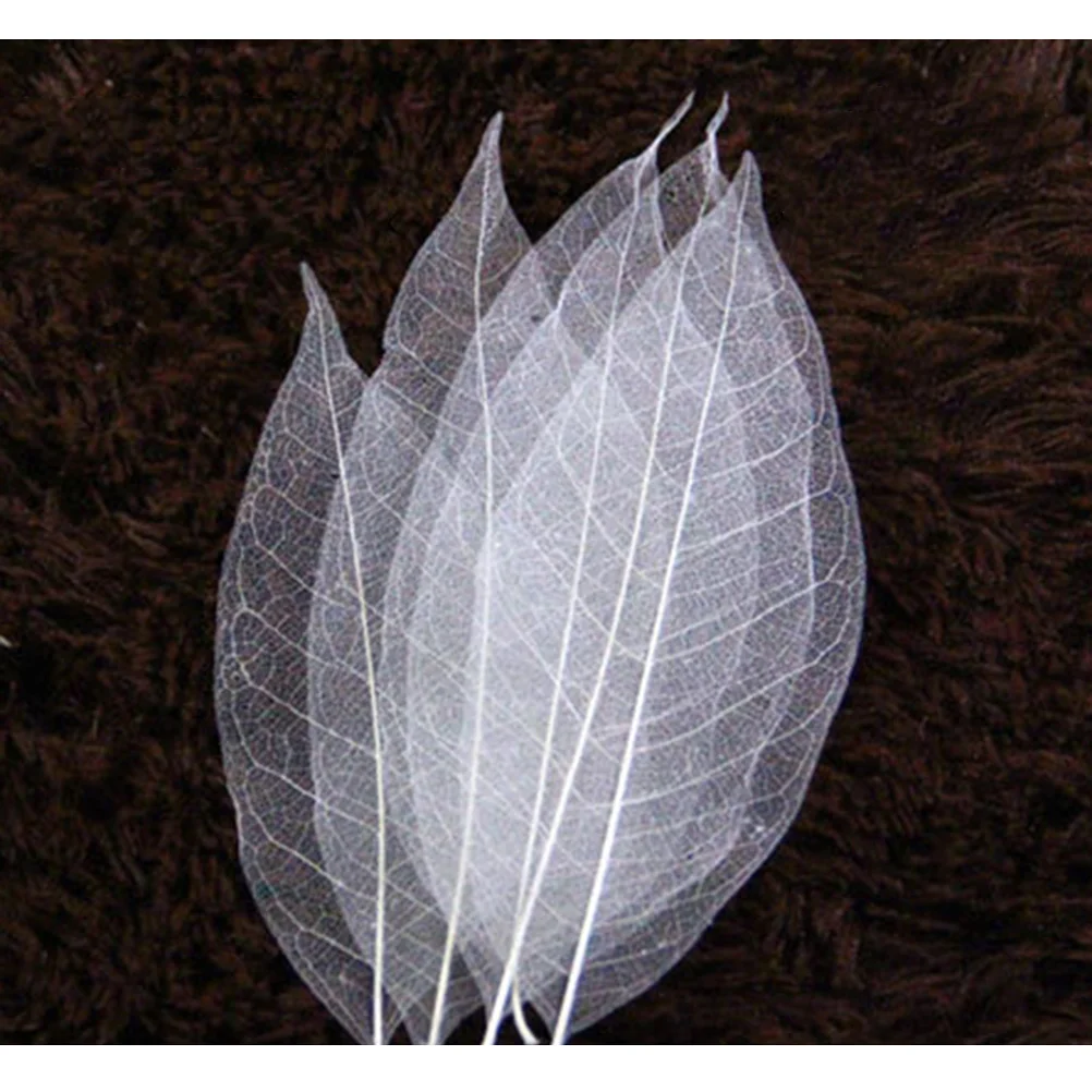 

100pcs Leaves Dried Rubber Tree Natural Leaf Specimen DIY Craft Supplies for Scrapbook Wedding Invitations ( White )