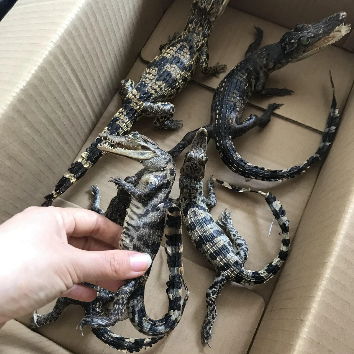 

1 шт. Taxidermy, коллекционные животные, Маленькие искусственные статуэтки и аксессуары в подарок