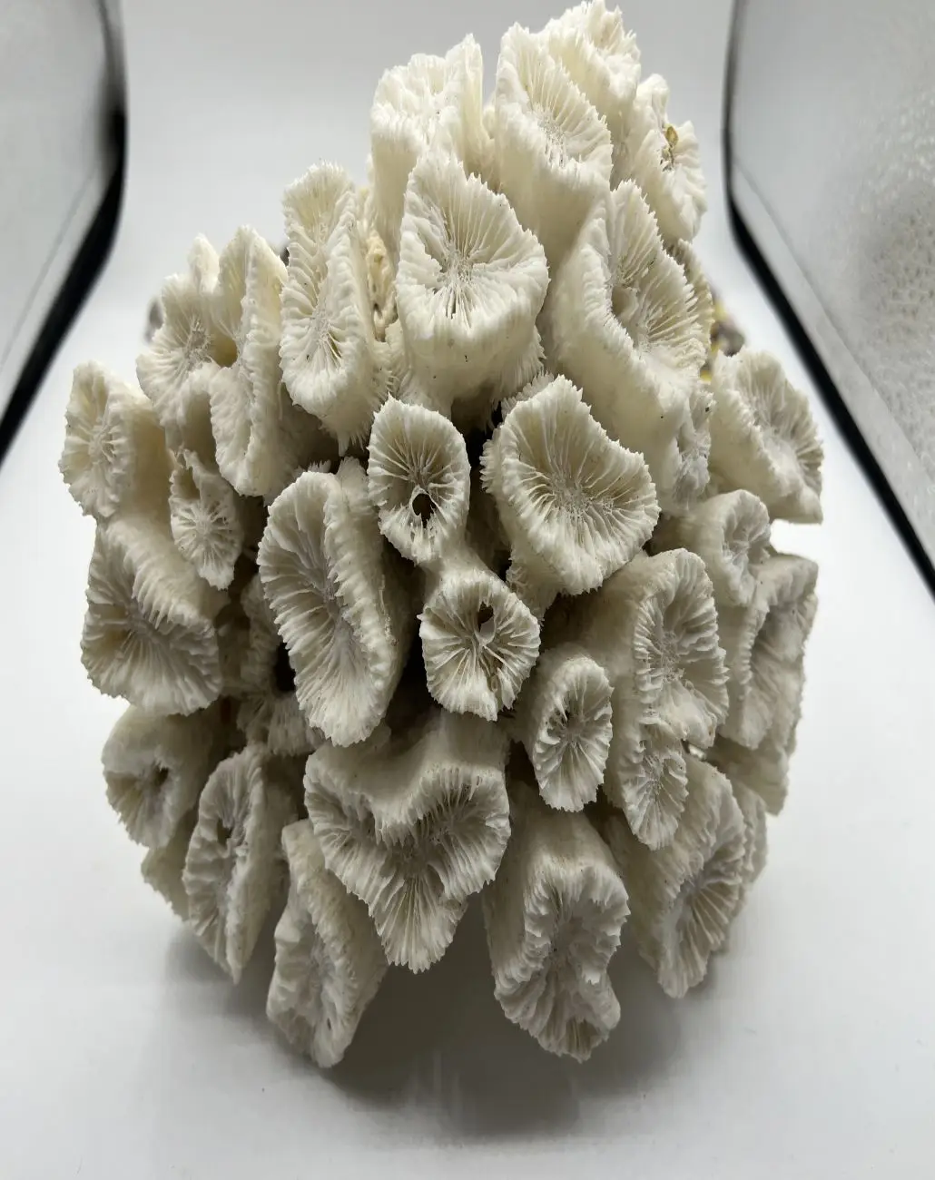 1Pcs 1.236Kg Natural White Coral Appearance Beautiful Natural Gem Ornamental Coral Ornaments Like Flowers Beautiful Coral