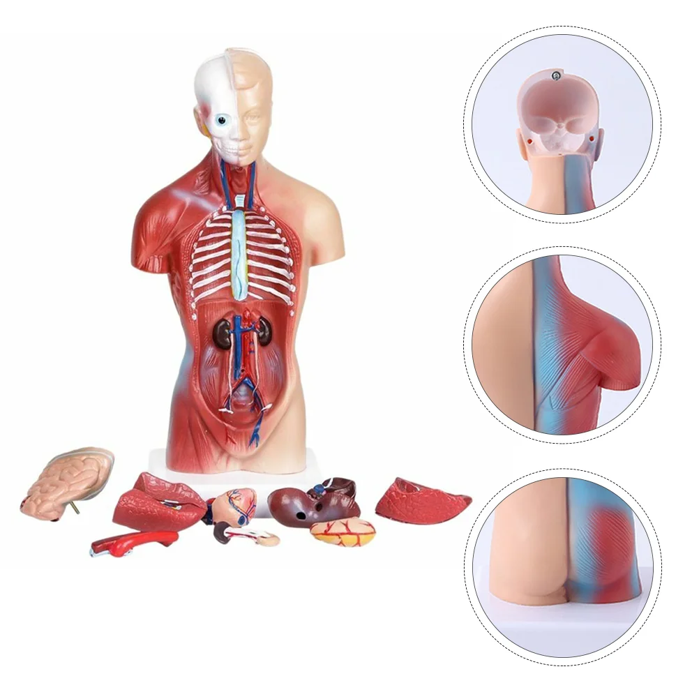 

Human Body Model Anatomy Childrens Toys Anatomical Model Kids Tools Human Anatomy Model Real Person Human Torso