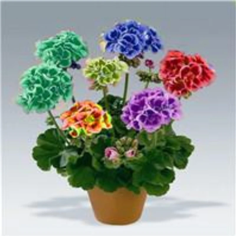 

Perfume Geranium Nature Fragrant Flower 100Pcs/Bag