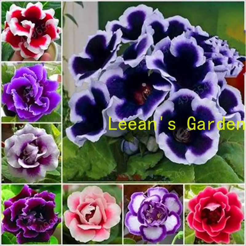 

Gloxinia, ароматный цветок, 100 шт., бесплатная доставка, фотоаксессуары