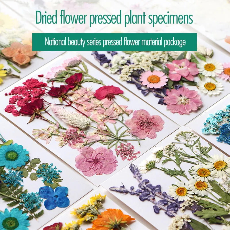 naturalne suszone kwiaty do rękodzieła dekoracje świąteczne dekoracyjne suchy kwiat centrum dekoracji ślubnych 2024 małe rośliny