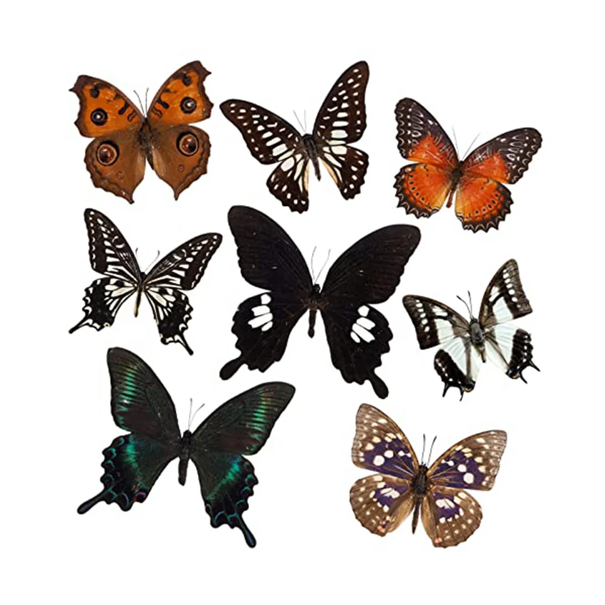 

8 Pcs Real Butterfly Specimen - Taxidermy Butterfly Artwork Material Decor,Taxidermy Animals