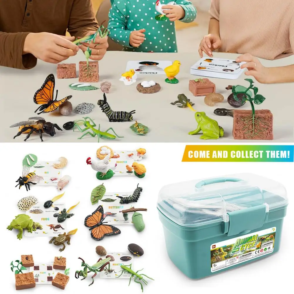 

Life Cycle Toy Set Life Cycle of Bees Educational Life Cycle Figurines Frog Butterfly Chicken Mantis Bee Plants Engaging Toddler