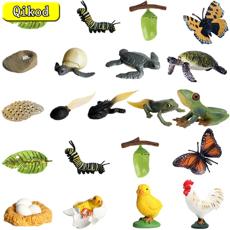 

New Children's Simulation Insect Growth Model Animal Model Rooster Growth Sea Turtle Butterfly Model Toy Kid Collection Toy Gift