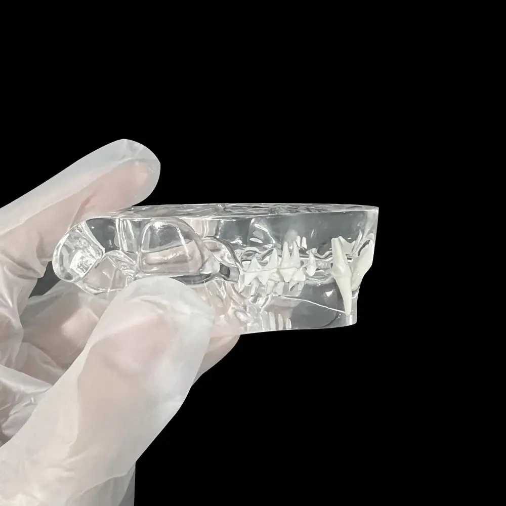 Прозрачные зубные животные смоляные зубы собака кошка кролик съемные обучающие