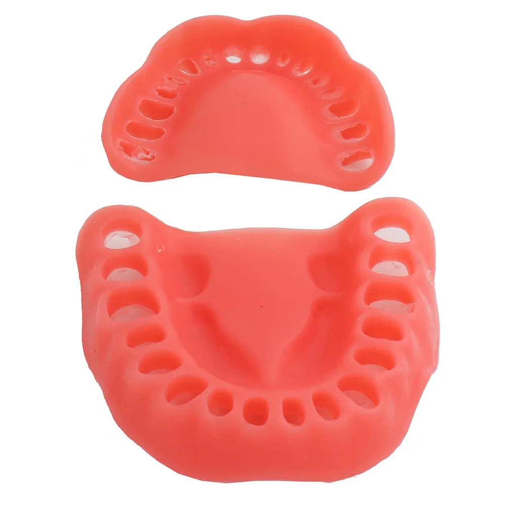 Зубная модель ADC аккредитованная зубов демонстрация с винтовыми зубцами 32 шт.