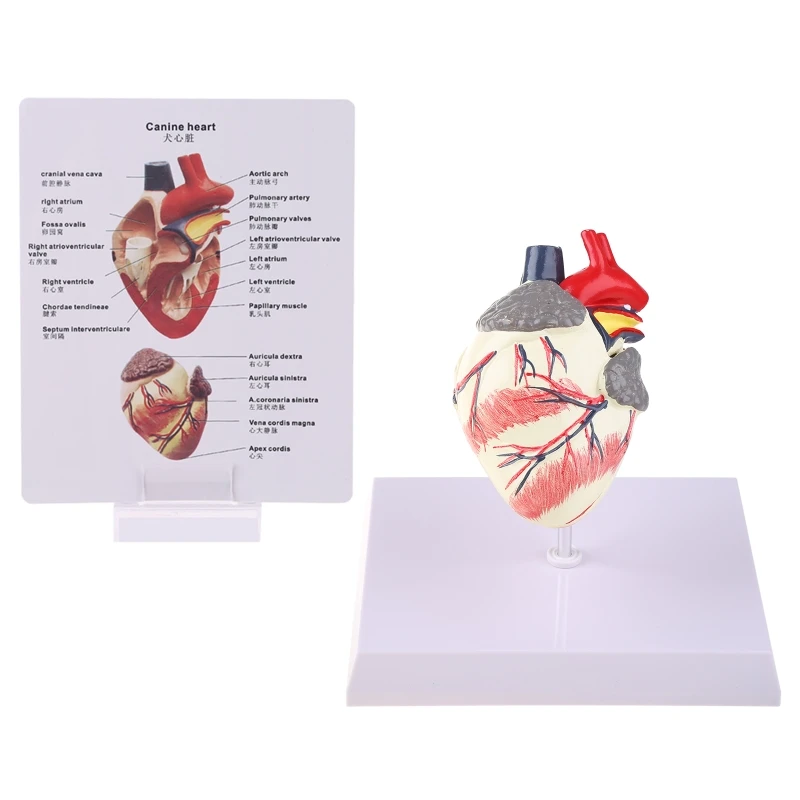 

Dog Heart Anatomy Model Canine Pet Animal Organ Study Teaching Science Aid Education Research